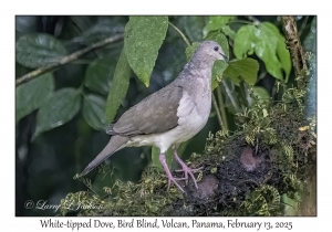White-tipped Dove