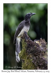Brown Jay