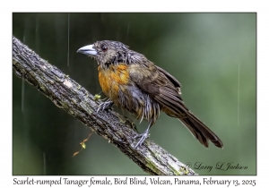 Scarlet-rumped Tanager female