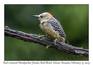 Red-crowned Woodpecker female