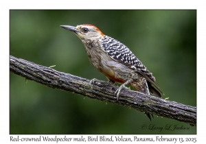 Red-crowned Woodpecker male