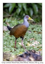 Gray-cowled Wood-Rail