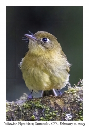 Yellowish Flycatcher