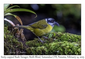 Sooty-capped Bush-Tanager