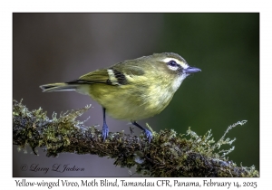 Yellow-winged Vireo