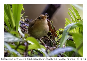 Ochraceous Wren