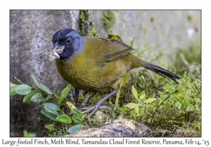 Large-footed Finch
