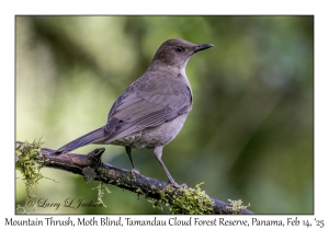 Mountain Thrush
