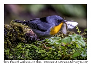 Flame-throated Warbler