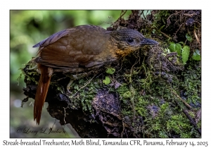 Streak-breasted Treehunter