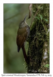 Spot-crowned Woodcreeper
