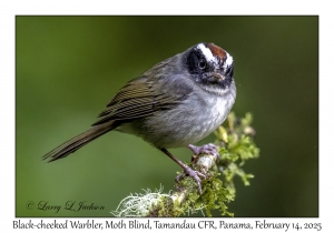 Black-cheeked Warbler