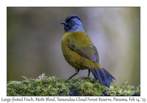 Large-footed Finch