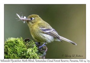 Yellowish Flycatcher