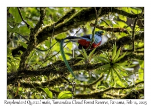 Resplendent Quetzal male