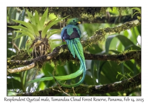 Resplendent Quetzal male