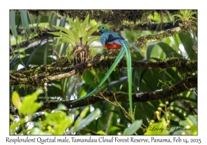 Resplendent Quetzal male