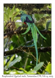 Resplendent Quetzal male