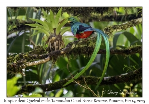 Resplendent Quetzal male