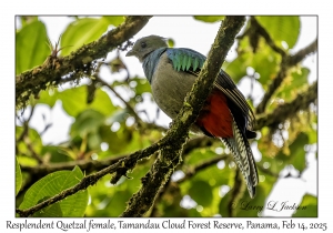 Resplendent Quetzal female