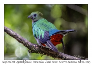 Resplendent Quetzal female