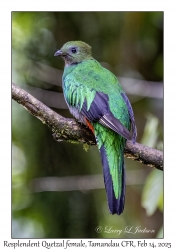 Resplendent Quetzal female