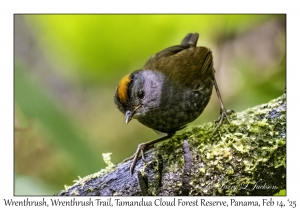 Wrenthrush