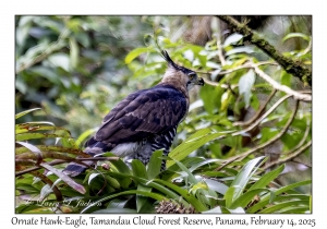 Ornate Hawk-Eagle
