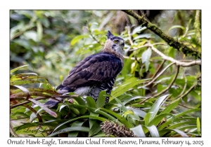 Ornate Hawk-Eagle