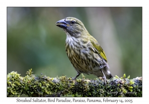 Streaked Saltator
