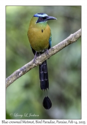 Blue-crowned Motmot