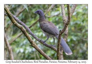 Gray-headed Chachalaca