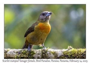 Scarlet-rumped Tanager female