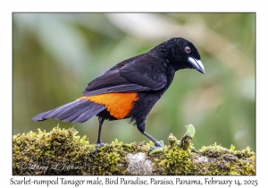 Scarlet-rumped Tanager male