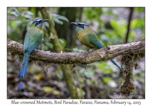 Blue-crowned Motmots