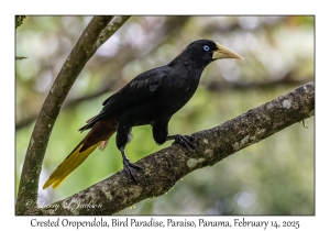 Crested Oropendola