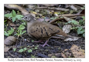 Ruddy Ground-Dove