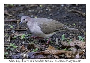 White-tipped Dove