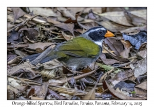 Orange-billed Sparrow