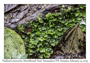 Thalloid Liverworts