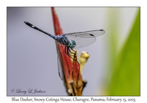 Blue Dasher