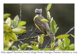 2025-02-15#2456 Myiozetetes granadensis - Gray-capped Flycatcher, Snowy Cotinga House, Charagre, Panama