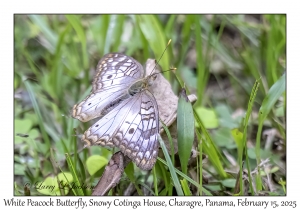 White Peacock Butterfly
