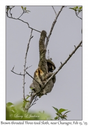 Brown-throated Three-toed Sloth