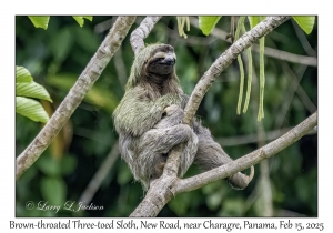 Brown-throated Three-toed Sloth