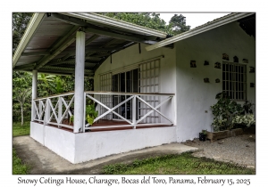 Snowy Cotinga House