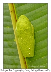 Red-eyed Tree Frog sleeping