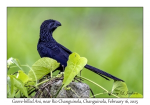 2025-02-16#2761 Crotophaga sulcirostris - Groove-billed Ani, near Rio Changuinola, Changuinola, Panama