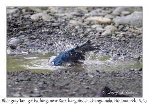 2025-02-16#2785 Thraupis episcopus - Blue-gray Tanager bathing, near Rio Changuinola, Changuinola, Panama