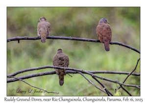 2025-02-16#2790 Columbina talpacoti - Ruddy Ground-Dove, near Rio Changuinola, Changuinola, Panama